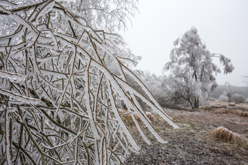 hoarfrost winter landscape
