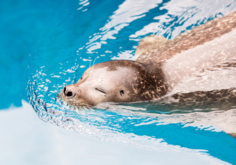 Naklejka premium Aquarium Pinnipedia Seal Swimming through Water