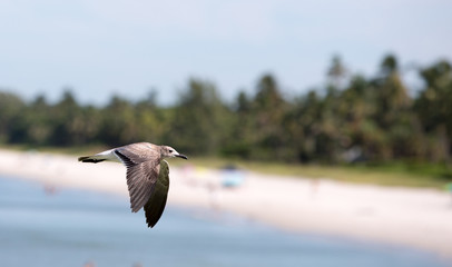 Shore Bird isolated in Flight over Ocean Water at beach coastline