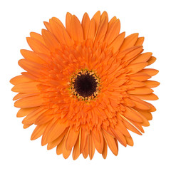 Orange gerbera flower