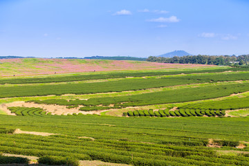 Fototapeta na wymiar green tea plantation and cosmos flowers and blue sky background.