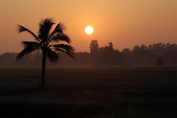 Coconut trees and paddy fields in silhouette.