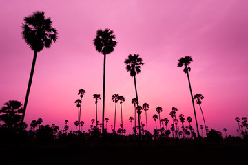 sunset with coconut tree