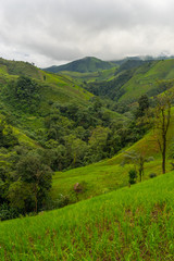 Fototapeta premium Rice field in the mountain