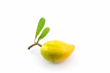 Egg fruit , Canistel, Yellow Sapote (Pouteria campechiana (Kunth