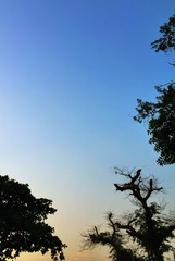 morning silhouette of trees