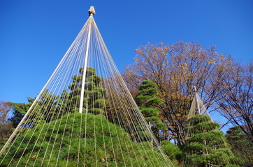 Obraz premium マツの雪つり