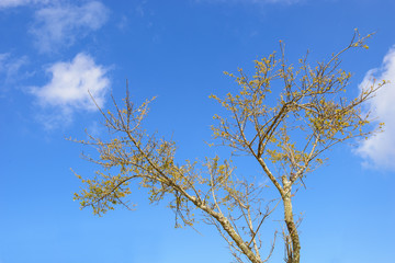Trees in autumn