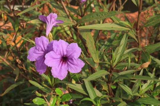 violet color of Hygrophila erecta (Burm.)Hochr. flower