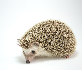 Hedgehog isolate on white background