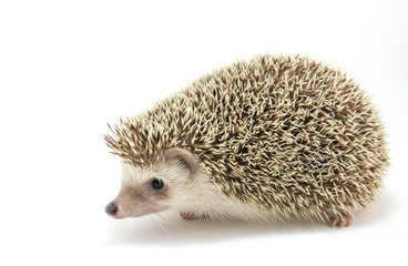Hedgehog isolate on white background