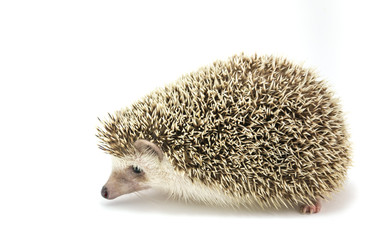Hedgehog isolate on white background