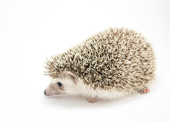Hedgehog isolate on white background