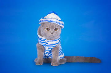 kitten dressed as a sailor on a blue background isolated