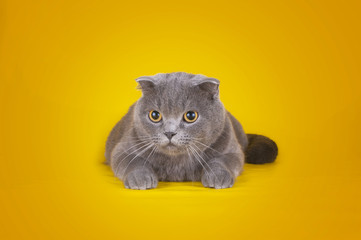 cat isolated on a yellow background