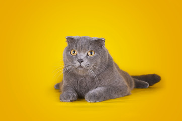 cat isolated on a yellow background