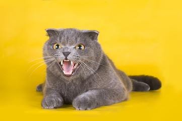cat isolated on a yellow background