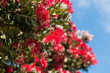 Obraz premium Pohutukawa tree flowers against blue sky