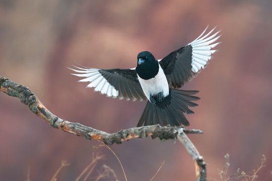 Eurasian magpie in flight