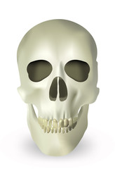 skull