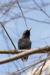 portrait of starling