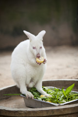 Albino Kangaroo eat corn