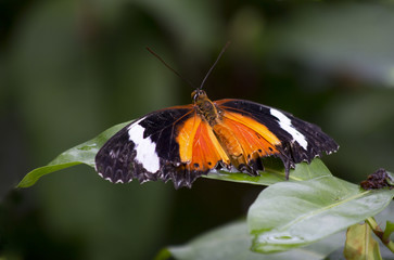 Бабочка Данаида