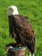 Bald eagle