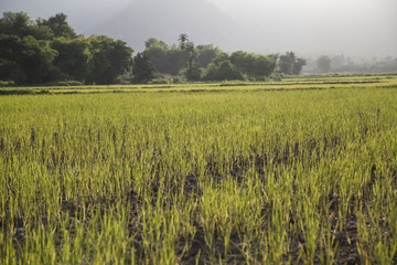 Field after planting rice