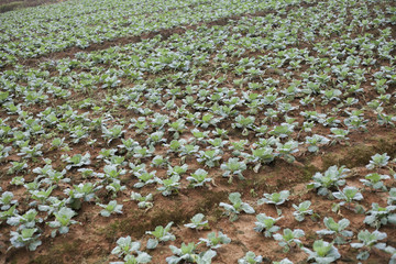 Cabbage fields in outdoor farm