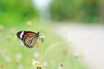 Butterfy and flower
