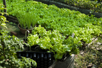 organic green vegetables farm