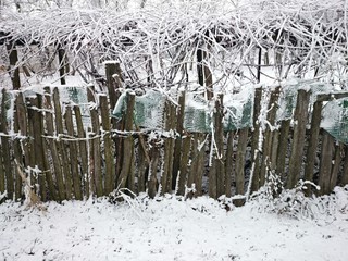 Stary wiejski płot i winorośl zimą © nestonik