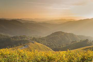 Obraz premium Tung Bua Tong Mexican sunflower under blue sky in Maehongson, Th