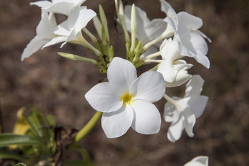 white flower, Plumeria
