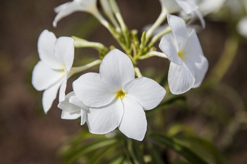 white flower, Plumeria