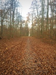 Ruhe im Wald