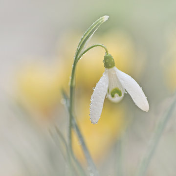 Schneeglockchen