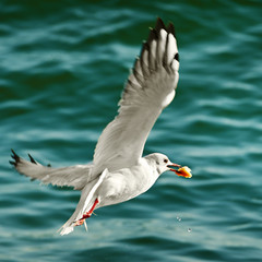 seagull with food in beak