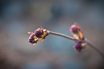 Spring bud. Composition of nature.