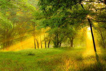 The sun rays light through the trees