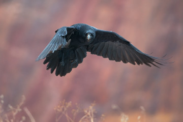 Raven flying with red rocks in background