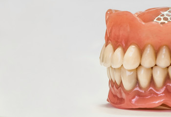 Dental dentures isolated on white