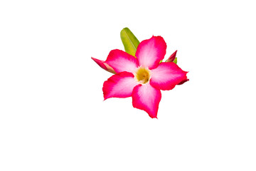Pink flower on isolated white background.