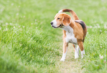 Venturous beagle at the walk