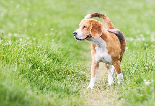 Venturous beagle at the walk