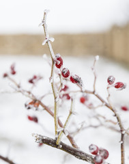 wild rose in the snow
