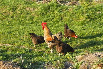 Rooster and three hens on a meadow