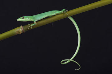 Emerald grass lizard / Takydromus smargadinus