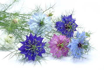 nigelle de Damas